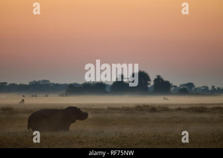 Busanga Plains est une des zones les plus reculées de Kafue National Park, Zambie, mais aussi les plus beaux et avec la plus haute densité d'animaux Banque D'Images