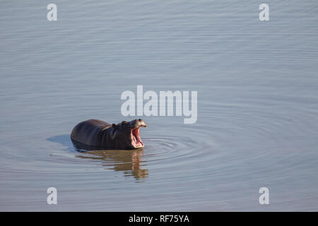 Les jeunes hippopotames sont assez communs comme cela ludique d'hippopotame, Hippopotamus amphibius, la création d'anneaux dans un barrage dans le parc national de Hwange, Zimbabwe Banque D'Images