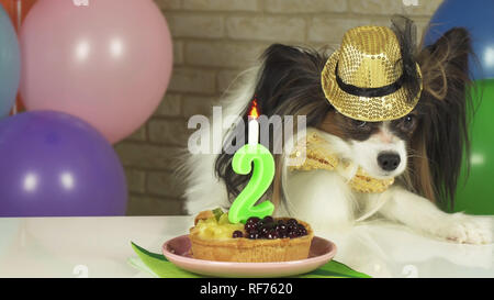 Chien fantaisie Papillon de manger le gâteau d'anniversaire avec une bougie Banque D'Images