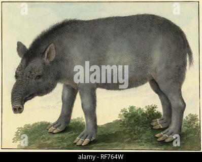 Tapir. Rapporteur pour avis : Isaac van Haastert. Dating : 1825. Dimensions : H 178 mm × W 236 mm. Musée : Rijksmuseum, Amsterdam. Banque D'Images