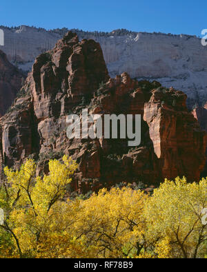 USA, Utah, Zion National Park, de couleur Automne Fremont peupliers sous des falaises de grès Navajo ; Temple de Sinawava dans Zion Canyon. Banque D'Images