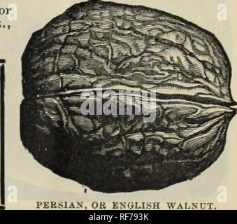 . Pépinières : 1902 Pleasant Valley [catalogue]. Pépinière Moorestown New Jersey ; Catalogues Catalogues d'arbres fruitiers ; catalogues des semis ; les fruits des catalogues. JERSEY PUR PORC ROUGE.  % : ESltfi ont prouvé à être tous et plus que je demande d'eux où soulevées. Ils sont, sans aucun doute, la plus satisfaisante pour élever la race, et s'im- prouver toute autre race lorsque croisées. Voir la troisième page de couverture d'un grand nombre d'informations intéressantes à leur sujet.. Le Persan, ANGLAIS OK. noyer. Veuillez noter que ces images sont extraites de la page numérisée des images qui peuvent avoir été retouchées numériquement pour readabi Banque D'Images