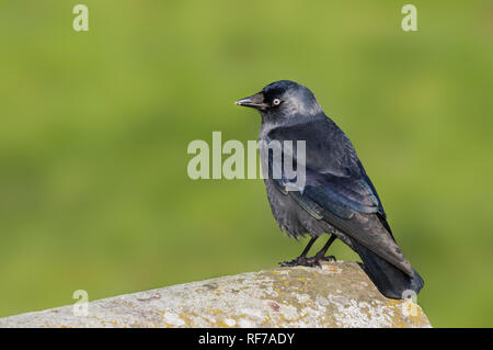 Vue latérale d'un Western Jackdaw (Corvus monedula) perché sur un mur en hiver dans le West Sussex, Angleterre, Royaume-Uni. Avec l'exemplaire de l'espace. Banque D'Images