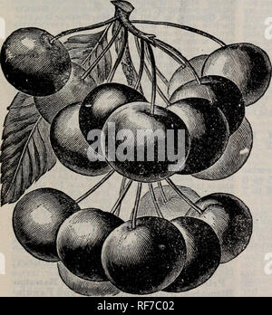 . Au printemps 1901, catalogue. Pépinière New York (État) ; Catalogues Catalogues d'arbres fruitiers ; baies Fruits ; Catalogues Catalogues. La cueillette et l'emballage des cerises. Montrant meilleur forfait pour le marketing.. La GRIOTTE ANGLAIS. Anglais Morel Io.-sans doute l'un des plus précieux de cette classe. Facile à cultiver, produisant généralement un bon rendement. Fruit rouge foncé, de bonne qualité, avec une saveur acide, riche ; la fin. Arbre très rustique, et recommandé pour les latitudes extrêmement froid. Le professeur Budd dit qu'une cerisaie planté abondamment dans les lignes du nord a fait mieux que ceux qui sont plantés dans la manière habituelle. " Banque D'Images