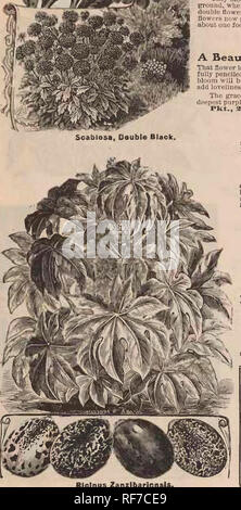 . Des graines de fleurs : de nouveaux choix et de mérite spécial qu'augmenter. Pépinière Minnesota Minneapolis ; Catalogues Catalogues de graines de fleurs (plantes), catalogues. RJciriUS, Zanzibarensis. À partir de graines semées en pleine terre en mai les plantes sont dans un feuillage complet au début de juillet, et atteindre une hauteur de 12 pieds pour foueteen. Les énormes feuilles, joliment lobées, mesurer deux et demi à nearlt ackoss foub pieds. Planté comme une plante solitaire sur la pelouse, c'est une pyramide parfaite de feuillage, thicmy set de haut en bas avec des feuilles gigantesques. Une douzaine de plantes dans un grand lit faire une vue plus pittoresque, t Banque D'Images