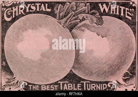 . Printemps 1902 catalogue annuel de l'amélioration de la ferme cultivés du nord et le jardin graines, arbustes rustiques, roses, et plants de petits fruits / Farmer Seed Co.. Pépinière Minnesota ; catalogues de graines de graminées ; Catalogues Catalogues ; Graines de légumes graines de fleurs ; Catalogues Catalogues de fruits ; Matériel et fournitures de jardinage Catalogues. Nouveau "COEUR O'GOLD" SQUASH-une très belle nouvelle et distincte de la Courge. Les vignes sont fort, vigoureux et en bonne santé, ce qui lui permet d'éviter les ravages de la perce avec succès. Il est également très prolifique, en raison de sa forte croissance et de liberté dans la fixation des fruits. La couleur de la frui Banque D'Images