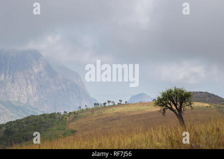 Le mont Mulanje, un géant massif dans le district sud, au Malawi, est la plus haute montagne dans le sud de l'Afrique centrale et se compose d'un réseau de sentiers de randonnée Banque D'Images