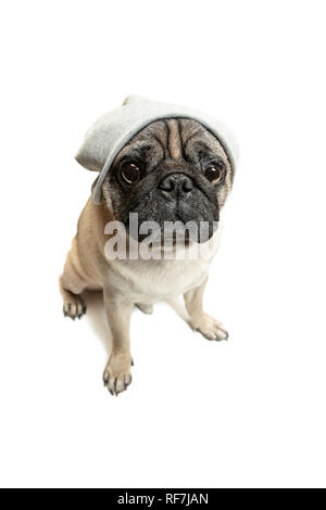 Cute animal chien race pug assis et sourire de bonheur de se sentir si drôle et de faire face. Chien de race pure et intelligente isolé sur fond blanc. Le concept sympathique Banque D'Images