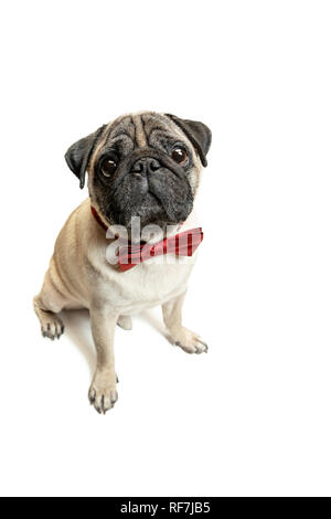 Cute animal chien race pug assis et sourire de bonheur de se sentir si drôle et de faire face. Chien de race pure et intelligente isolé sur fond blanc. Le concept sympathique Banque D'Images
