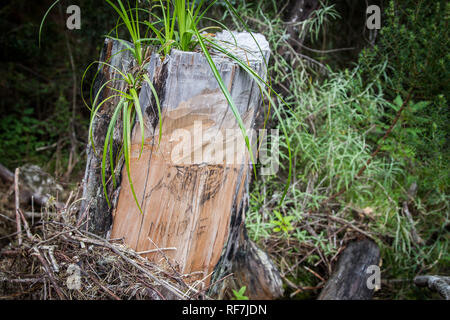 Bandes d'arbres marquer son territoire avec des graffitis sur les souches de façon critique endanged Cèdre Mulanje, Widdringtonia whytei, Massif du Mont Mulanje, Malawi Banque D'Images