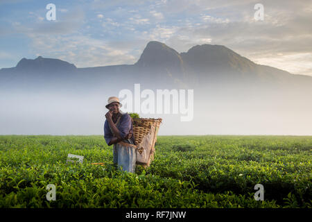 Un plateau picker pose travailleur pour un portrait sur une plantation de thé au pied du mont Mulanje, massive dans le district sud, au Malawi. Le thé est une culture de rapport clé. Banque D'Images