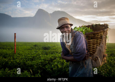 Un plateau picker pose travailleur pour un portrait sur une plantation de thé au pied du mont Mulanje, massive dans le district sud, au Malawi. Le thé est une culture de rapport clé. Banque D'Images