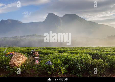 Massif du mont Mulanje, la plus haute montagne dans le sud de l'Afrique centrale, le Malawi, fait une superbe toile de fond pour les plantations à l'est la base. Banque D'Images