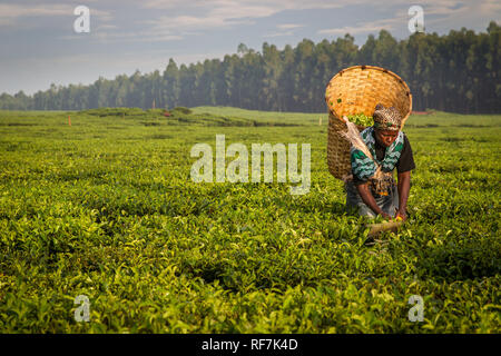 Un plateau picker pose travailleur pour un portrait sur une plantation de thé au pied du mont Mulanje, massive dans le district sud, au Malawi. Le thé est une culture de rapport clé. Banque D'Images