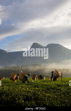 Plateau picker posent pour les travailleurs un portrait sur une plantation de thé au pied du mont Mulanje, massive dans le district sud, au Malawi. Le thé est une culture de rapport clé. Banque D'Images