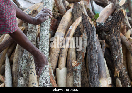 Pile de travailleurs de l'ivoire confisqués dans un tas à brûler dans une cérémonie officielle à l'extérieur du parlement à Lilongwe, Malawi Banque D'Images