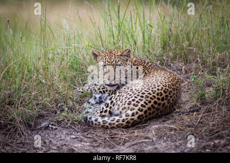 Le Parc National de South Luangwa, en Zambie est parmi les destinations les plus populaires pour les safaris et procure un affichage de Leopard. Banque D'Images