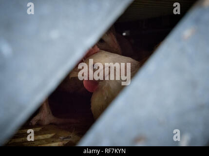 40 jours poulets entassés dans vivre caisse de transport pendant le transport à l'abattoir. La Colombie-Britannique, Canada. Banque D'Images