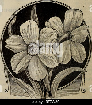 . Catalogue de bulbes, racines, les graines et le jardin. Pépinière de l'État de New York (New York) ; Catalogues Catalogues de semences de légumes, graines de fleurs catalogues ; bulbes (plantes) ; Catalogues Catalogues de fournitures et de matériel de jardinage. Narcisses, JONQUILLES OU. Variétés uniques. Ces belles fleurs l'amour de l'ombre et de sols riches, ils peuvent être plantés à tout moment à partir de septembre à janvier, dans des pots ou frontière ouverte ; traiter de la même manière que les jacinthes. La plupart des variétés sont doux parfum, et précieux pour les fleurs dans l'earlj- printemps. Albicans. Trompette Primrose, à pétales blancs. Prix, 75c. par doz. ; 5,00 $ Banque D'Images