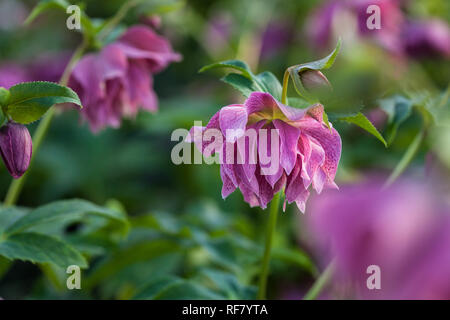 Belle rose pourpre avec des nervures bourgogne fleurs doubles de lenten rose Helleborus orientalis (Elly) floraison pendant les mois d'hiver dans la région de garden centre Banque D'Images