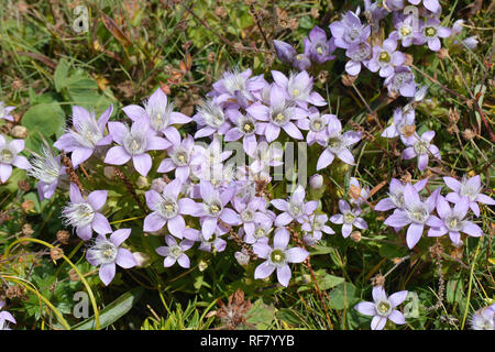 Chiltern gentian, Deutsche Fransenenzian, Deutscher Kranzenzian, Wettstein-tárnicska, Gentiana germanica, Alpes, Autriche, Europe Banque D'Images
