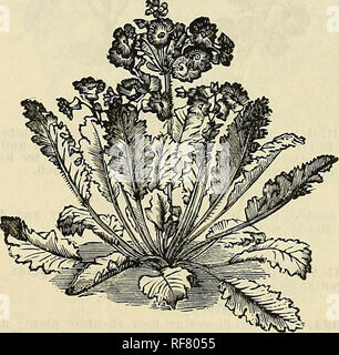 . Catalogue floral du jubilé. Pépinières (Horticulture) Kentucky Louisville catalogues ; plantes, fleurs ornementales ; catalogues ; Catalogues Catalogues des Plants des Arbres arbustes ; fruits ; Catalogues Catalogues. Pétunia Snowdrift. Primula. CHINENSIS. C'est le plus reconnaissant de toutes les plantes que nous cultivons pour les fleurs d'hiver, et les plus dignes d'être recommandés pour le jardinage d'hiver. Une plante produira plusieurs centaines de fleurs ; l'une des plus précieuses et belles plantes en culture. Même varietiees kermesine, rose et blanc. 15, 25, à 40 cents chacun. Primula Ohonica. Une belle floraison perpétuelle primros Banque D'Images