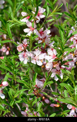 Amandier nain de Russie, Zwerg-Mandel törpe, mandula, Prunus tenella Banque D'Images