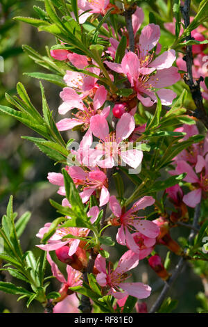 Amandier nain de Russie, Zwerg-Mandel törpe, mandula, Prunus tenella Banque D'Images