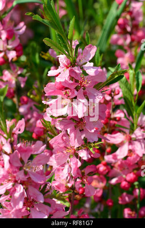 Amandier nain de Russie, Zwerg-Mandel törpe, mandula, Prunus tenella Banque D'Images