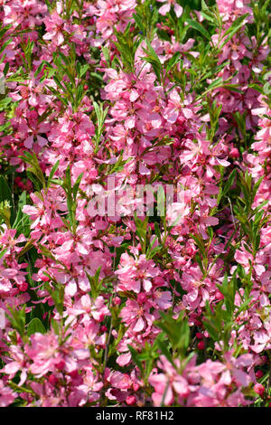 Amandier nain de Russie, Zwerg-Mandel törpe, mandula, Prunus tenella Banque D'Images