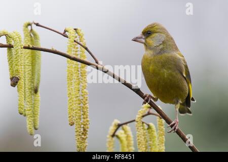 Verdier d'Europe (Carduelis chloris), assis sur une branche de noisette, de l'Ems, Basse-Saxe, Allemagne Banque D'Images