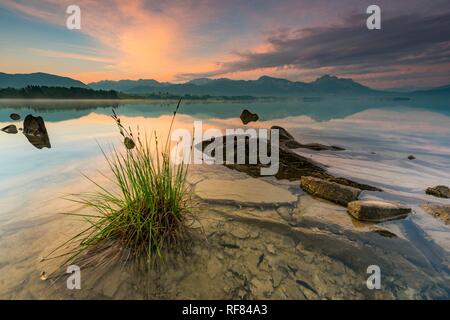 Avec le reflet de Forggensee ciel nuageux et l'Allgäuer montagnes en arrière-plan au lever du soleil, Füssen, Allgäu, Bavière Banque D'Images