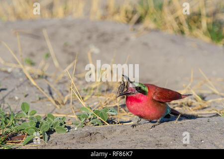 Le sud de carmine bee-eaters, Merops nubicoides, sont habituellement nicher dans des trous dans une rivière en coupe, mais parfois ils se reproduisent dans des trous dans le sol Banque D'Images