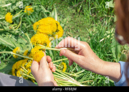 Femme tisse une couronne de pissenlits Nature Banque D'Images