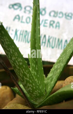 L'Aloe Vera dans le jardin d'herbes à Resort Manaltheeram Ayurveda, médecine traditionnelle ayurvédique spa resort, Trivandrum, Kerala Banque D'Images