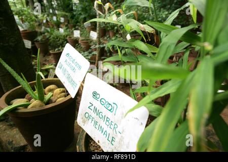 Herb garden, Resort Manaltheeram Ayurveda, médecine traditionnelle ayurvédique spa resort, Trivandrum, Kerala, Inde, Asie Banque D'Images