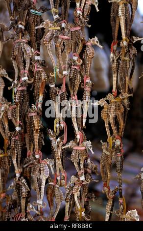 Les hippocampes séchés Cho Dam, marché central à Nha Trang, Province de Khánh Hòa, South Central Coast, au Vietnam, en Asie Banque D'Images