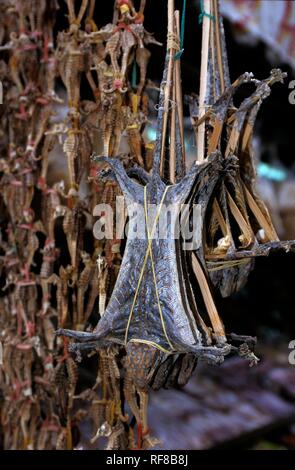 Les hippocampes séchés et de lézards à 'Cho Dam' marché journalier à Nha Trang, ville côtière dans la province de Khánh Hòa, Vietnam, Asie Banque D'Images