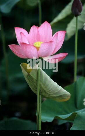 Affaires indiennes- ou Blue Lotus (Nelumbo nucifera) blossom, Da Nang, au sud côte centrale du Vietnam, Asie Banque D'Images