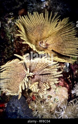 C'est une paire de vers tubicoles polychètes (Sabellastarte indica : diamètre 7 cm.). S'ils détectent que l'un s'approche, ils se rétractent leurs tentacules très rapidement dans leurs tubes. Dans ces circonstances, il a été nécessaire d'adopter une approche furtive afin de prendre la photo, environ 20 cms. des deux animaux. Bien que les vers sur terre ne sont pas considérés comme beaux, ils sous-marine peut être délicate et plumeuses et charmant. Les individus de cette espèce sont des filtreurs, déployant leurs nombreux tentacules pour attraper les particules organiques passant dans le courant. Photographiée près de Tulamben, à Bali, Indonésie. Banque D'Images