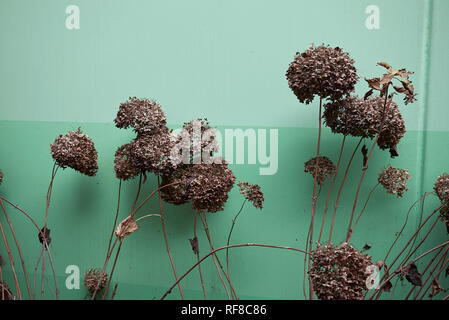 L'Hydrangea arborescens avec fleurs séchées Banque D'Images