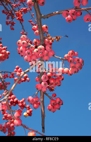 Malus, crabe pomme fruit Banque D'Images