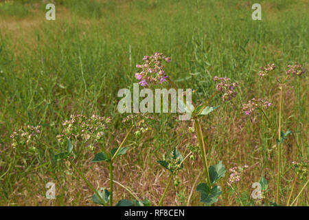 Mirabilis nyctaginea plantes en fleurs Banque D'Images