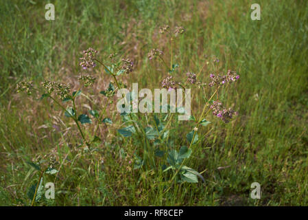 Mirabilis nyctaginea plantes en fleurs Banque D'Images