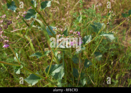 Mirabilis nyctaginea plantes en fleurs Banque D'Images