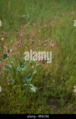 Mirabilis nyctaginea plantes en fleurs Banque D'Images