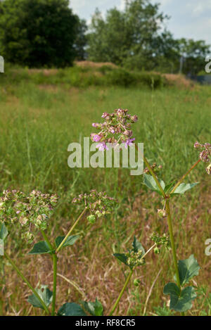 Mirabilis nyctaginea plantes en fleurs Banque D'Images