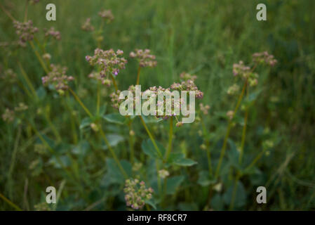 Mirabilis nyctaginea plantes en fleurs Banque D'Images