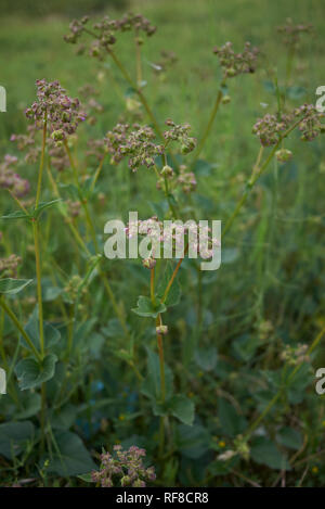 Mirabilis nyctaginea plantes en fleurs Banque D'Images