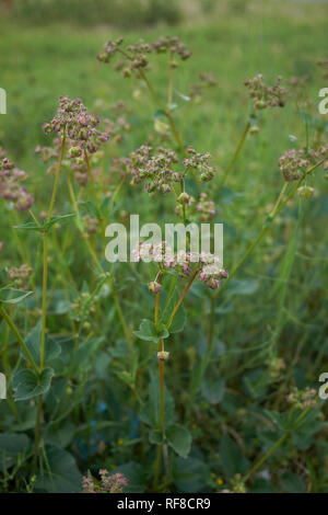 Mirabilis nyctaginea plantes en fleurs Banque D'Images